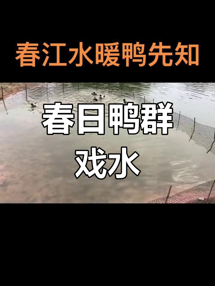 春天来临,鸭子戏水欢歌