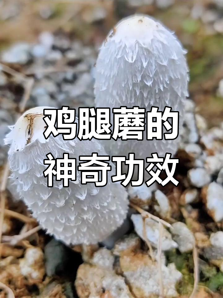 鸡腿菇:美味又保健,雨后林间常见