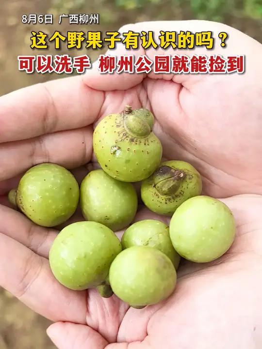 8月6日广西柳州,这个野果子有认识的吗?可以洗手,在柳州的公园就能捡到(记者:袁巧玲 剪辑