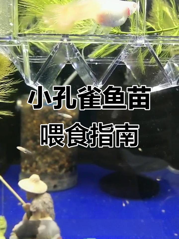 刚出生孔雀鱼苗如何喂养?掌握这些技巧让它们健康快速成长