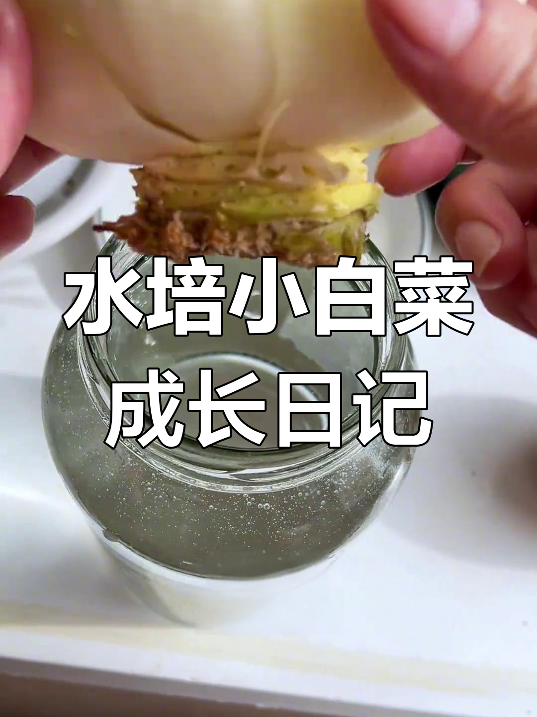 白菜根水培,玻璃杯刚好合适