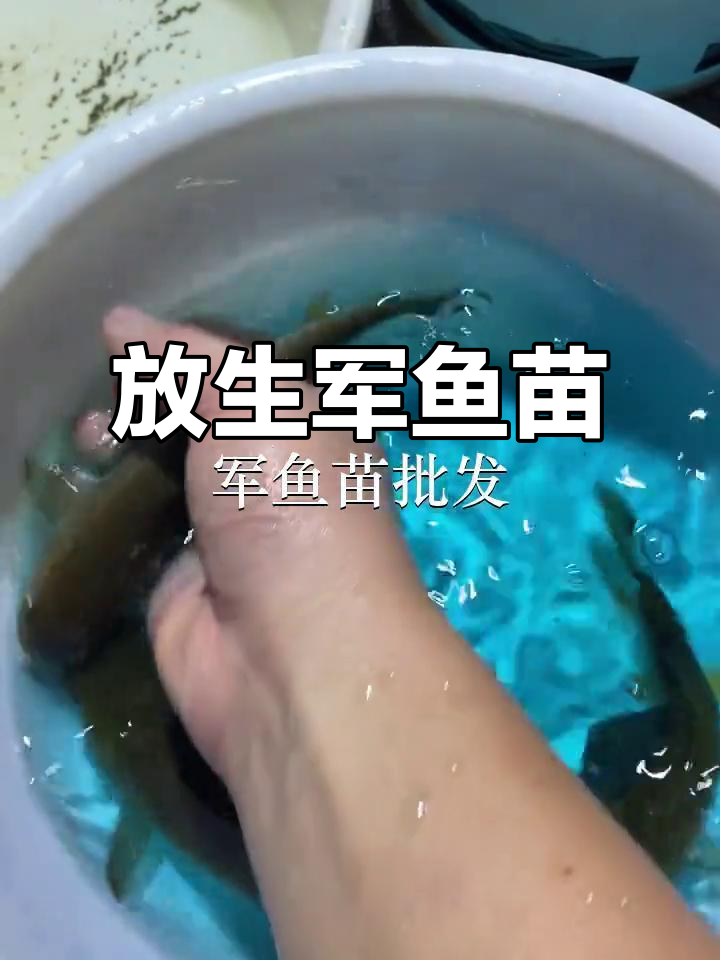 汕尾鱼苗场放生军鱼,珠海香洲区生态新动向