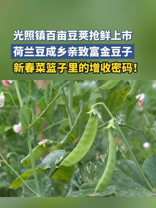 光照镇百亩豆荚抢鲜上市,荷兰豆成乡村致富金豆子!贵州晴隆荷兰豆助农乡村振兴 记者:王 位 
