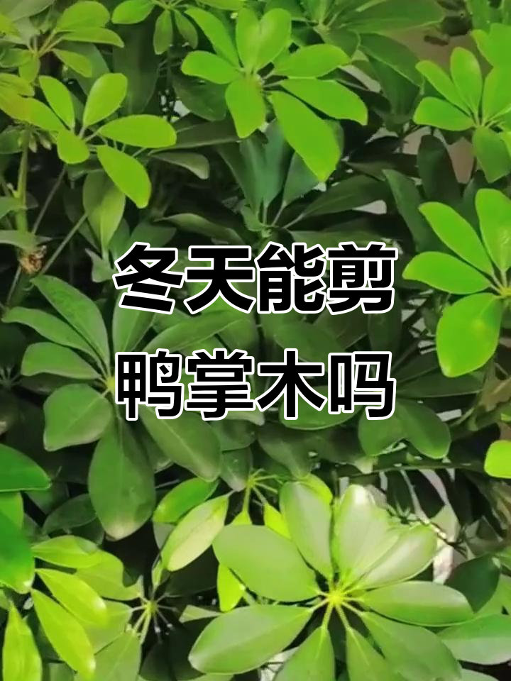 冬季鸭掌木修剪技巧,如何避免枝条干枯