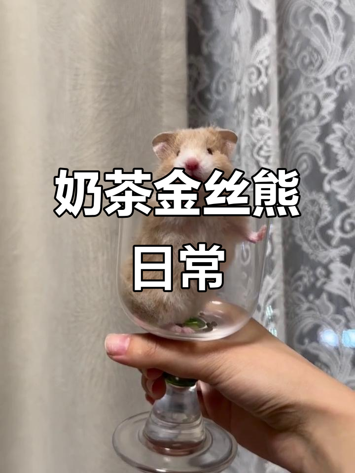 金丝熊的日常,奶茶味的萌宠大作战