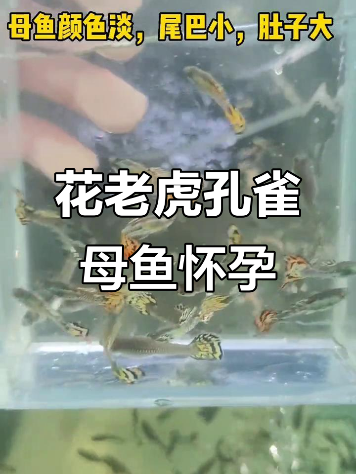 热带鱼花老虎孔雀母鱼临产,大尾巴胎生观赏鱼