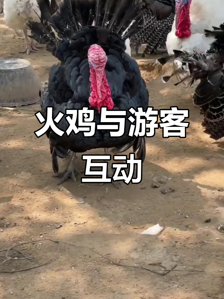 火鸡萌宠乐园:近距离接触,市场价500元一只