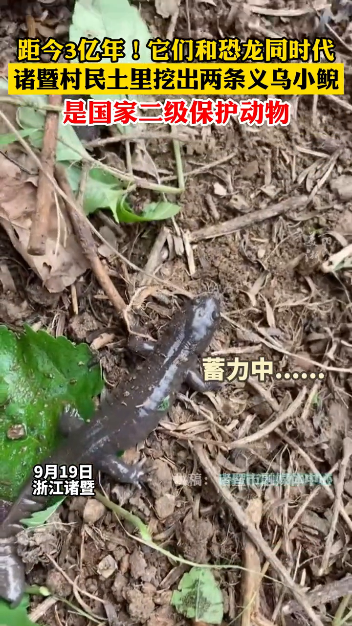 娃娃鱼?不,是义乌小鲵!村民土里挖出两条“四脚怪鱼”