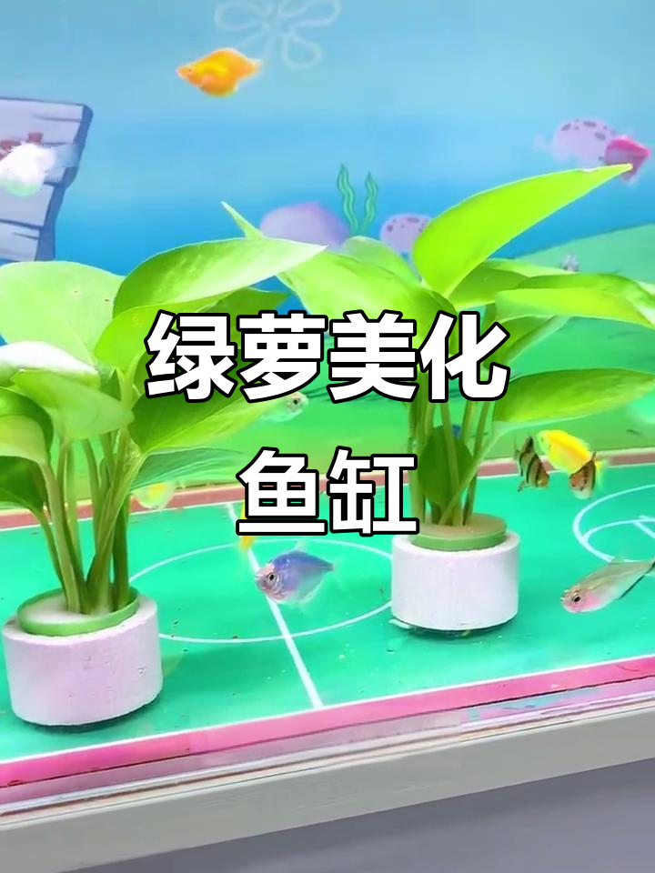 鱼缸里种绿萝,既美观又净化水质