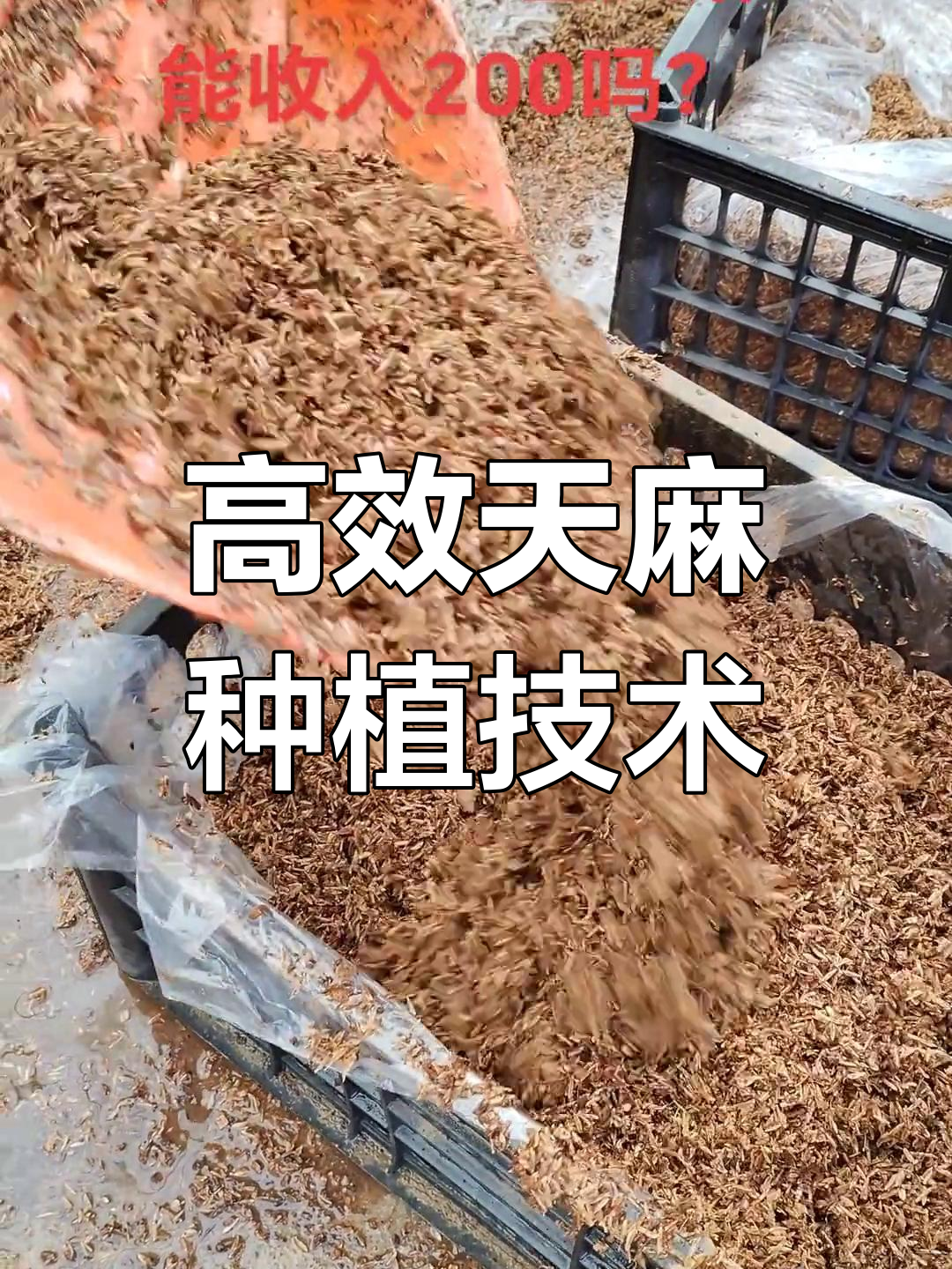 天麻工厂化无土栽培,品质与价格双优
