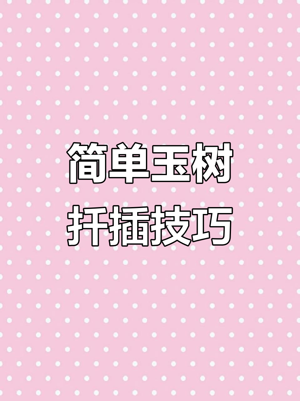 玉树扦插轻松成活,叶片插入土中就能生根