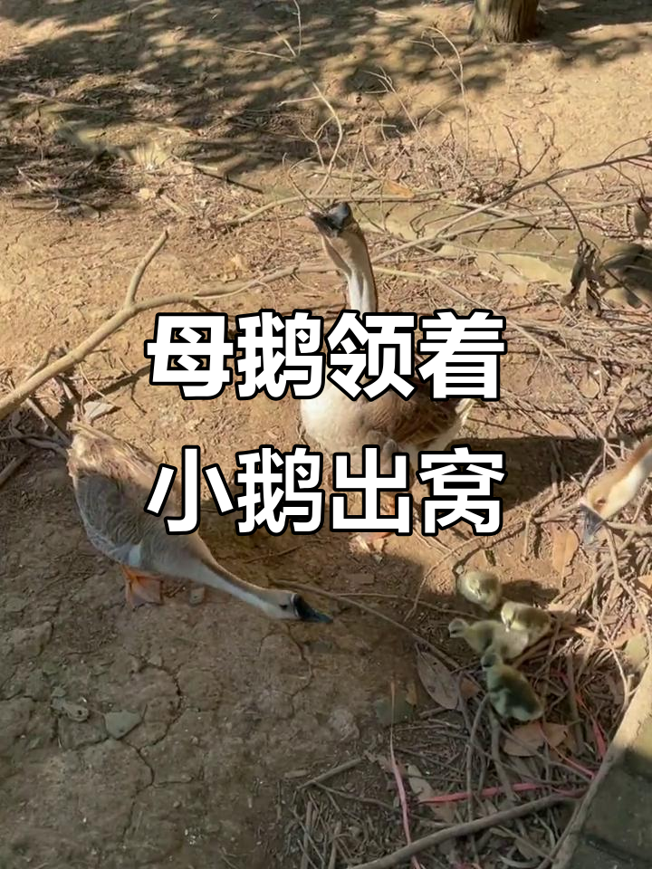 鹅妈妈带小鹅散步,大公鹅炫耀当爹风采
