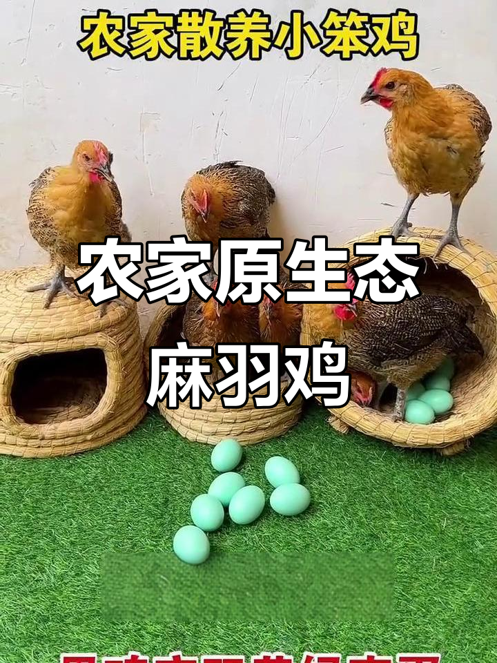 正宗农家散养麻羽绿壳蛋鸡,双黄蛋等你拿!