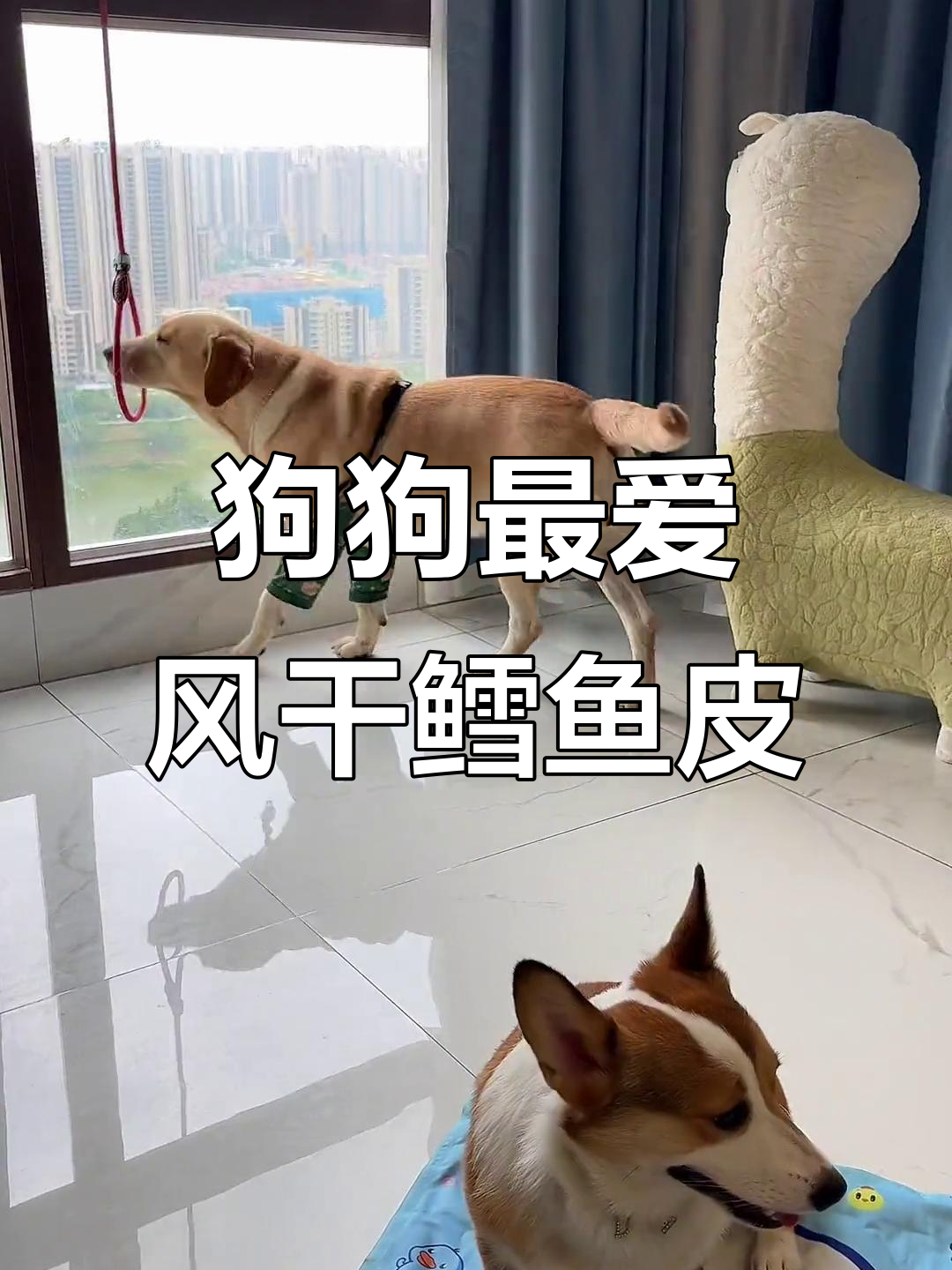 狗子抢着吃的风干鳕鱼皮,耐啃又上头!