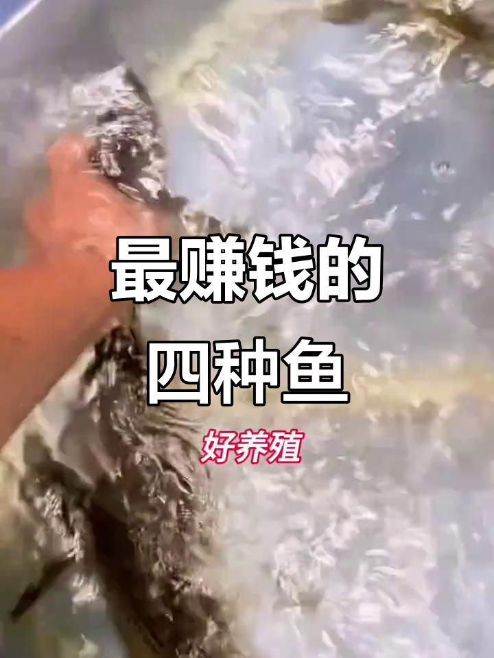 哪种鱼最赚钱?桂鱼、石斑鱼还是鲈鱼,市场价格大揭秘