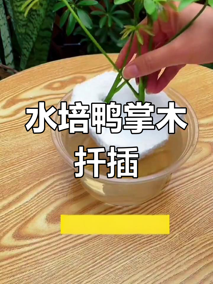 鸭掌木水培扦插技巧,轻松生根成活