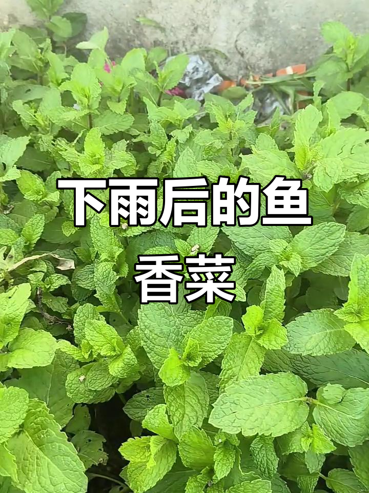 雨后鱼香菜,清新又有趣