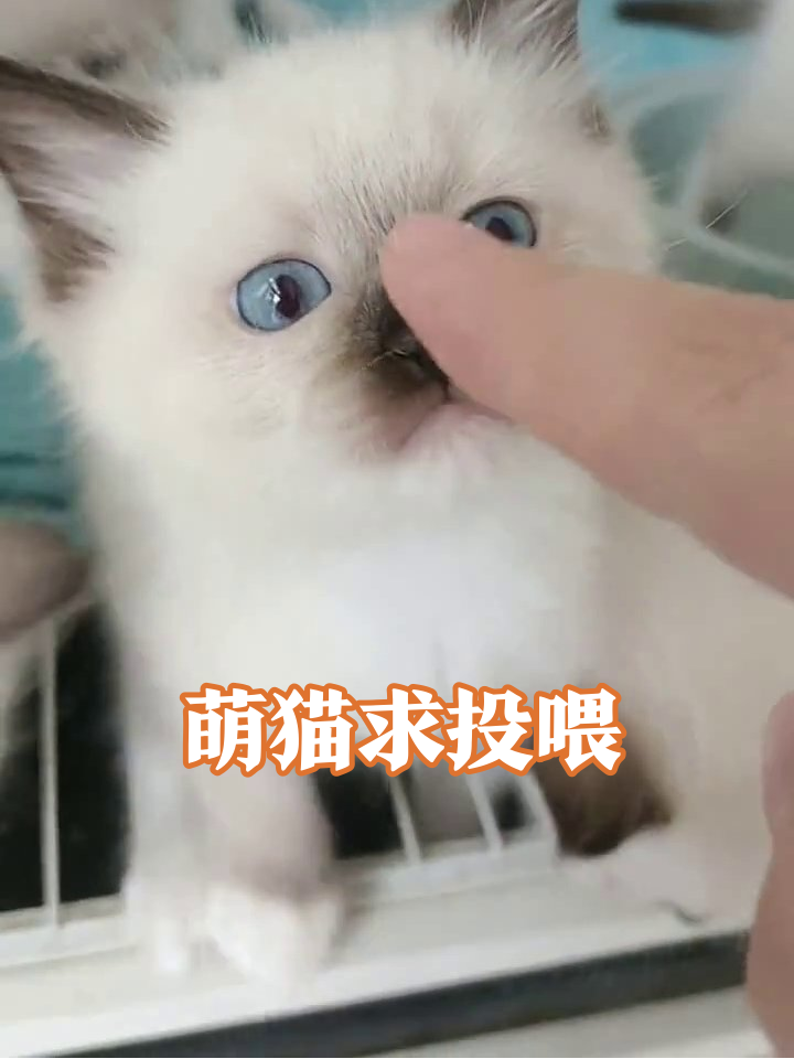 小奶猫集体卖萌求摸摸,蓝眼睛暴击太治愈了!