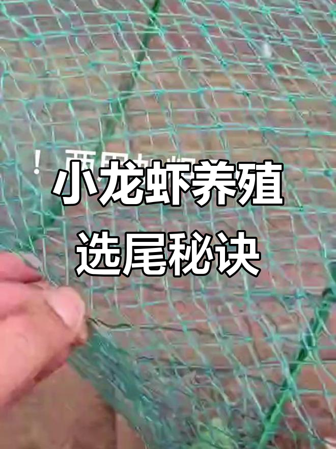 江苏太湖小龙虾养殖技巧:选择适合的尾巴,打苗更精准