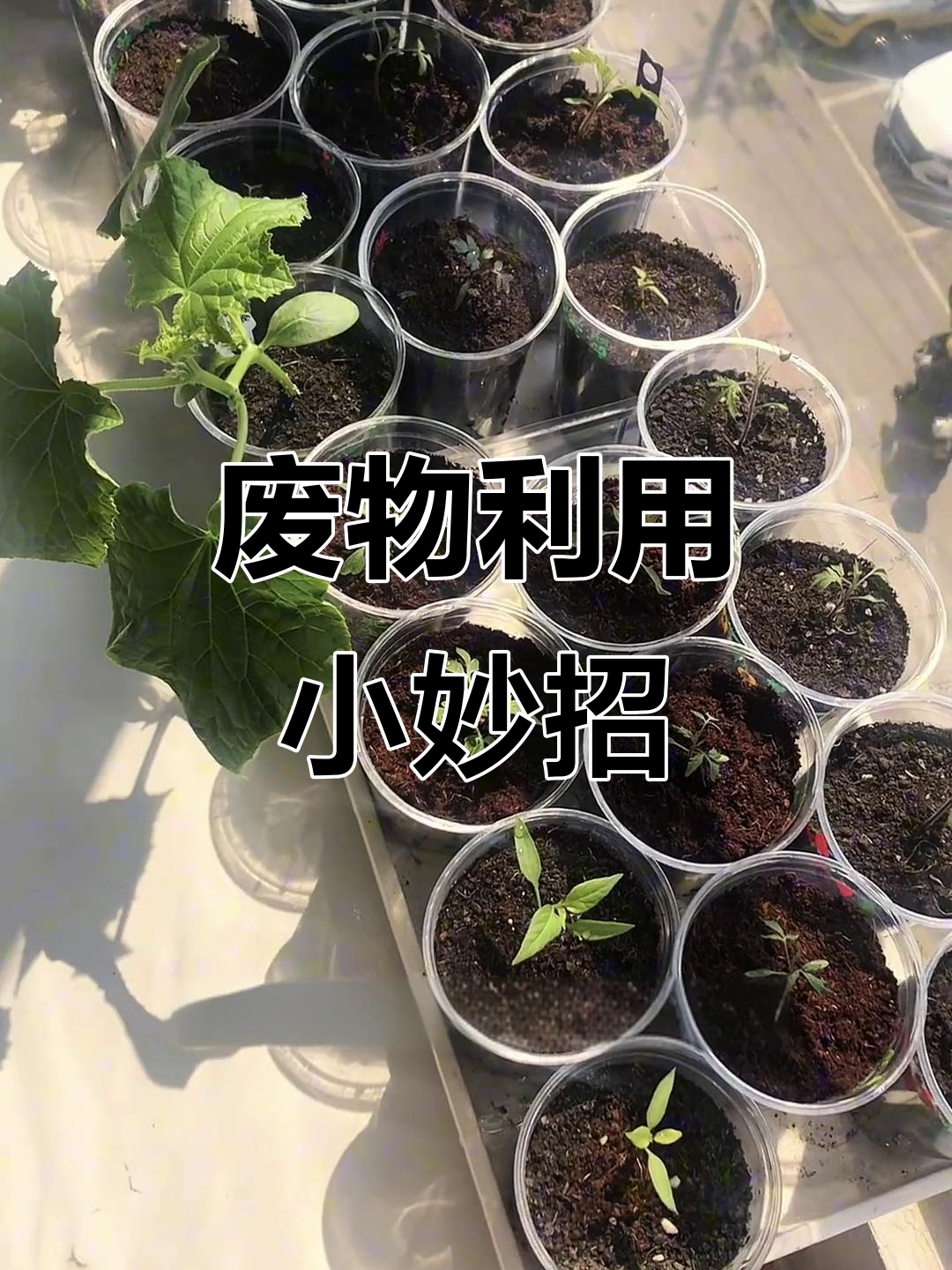 喝完奶茶别丢，变废为宝做小花盆，既环保又有趣！