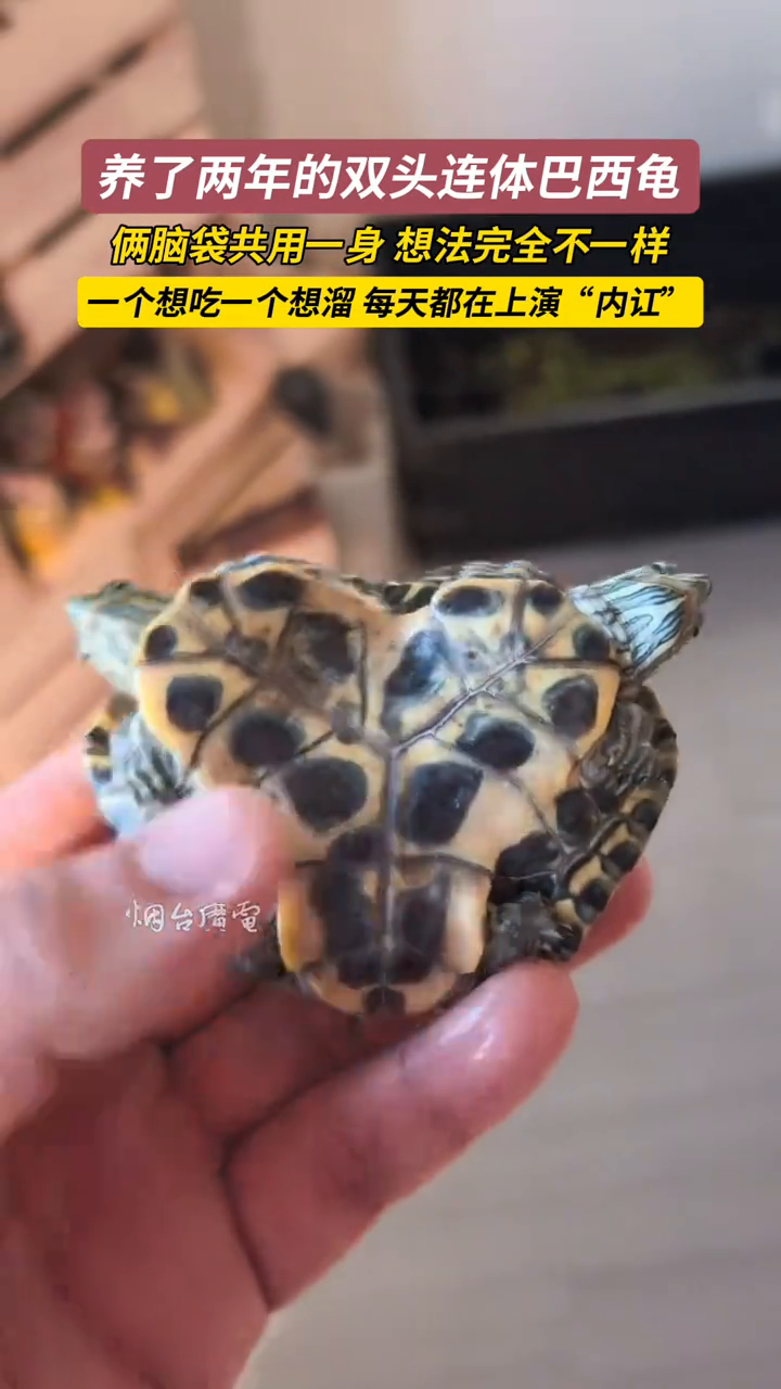 养宠人集合！谁见过这么奇葩的双头连体巴西龟