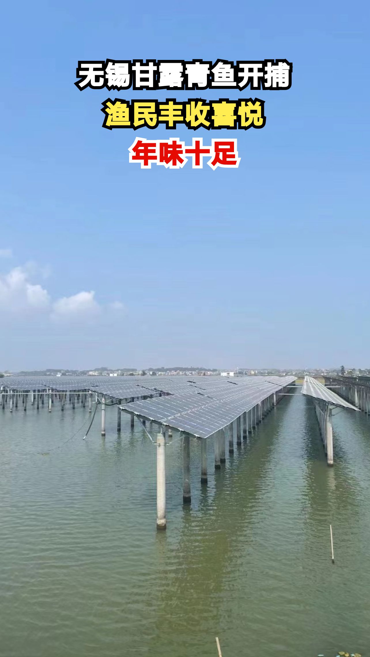33.2斤头鱼惊艳亮相!无锡甘露青鱼开捕现场有多震撼?