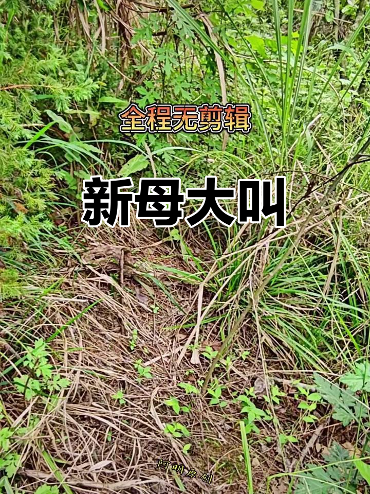竹鸡新母嗑,叫声震撼户外