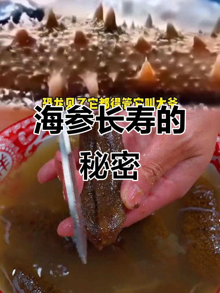 海参为何能活六亿年?揭秘其独特生存技能
