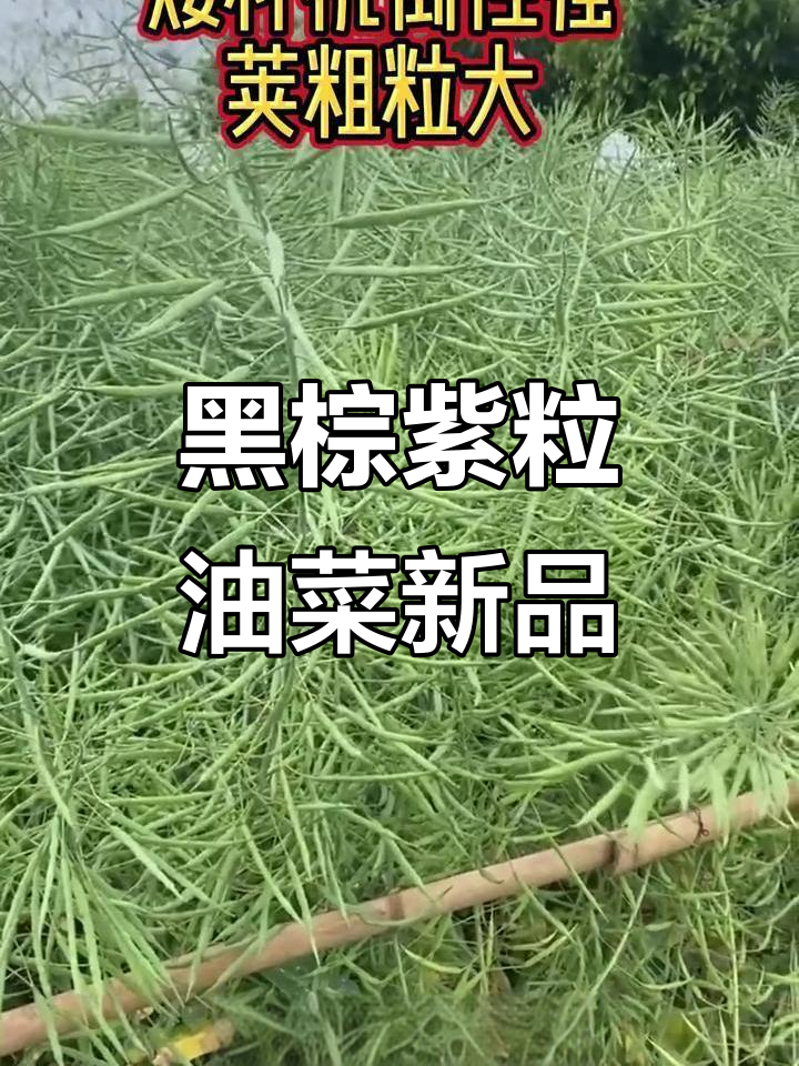 抗倒、耐病,黑棕色紫粒油菜新品种强势来袭!