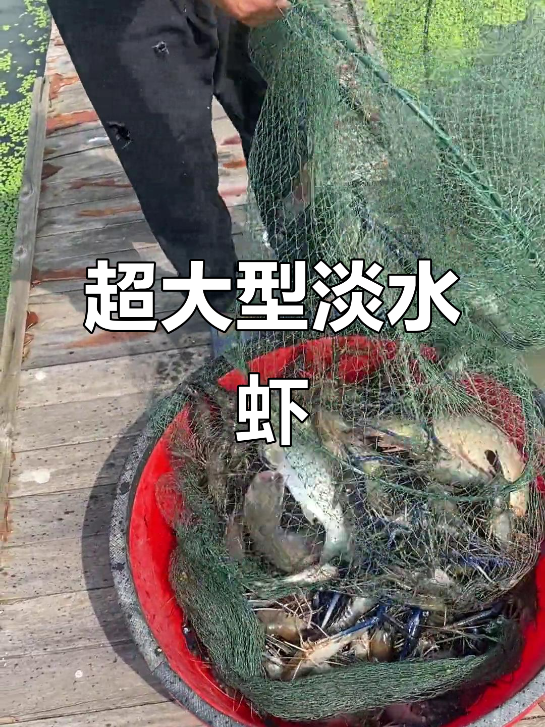 淡水虾王大揭秘,超大号龙虾和鲤鱼来袭