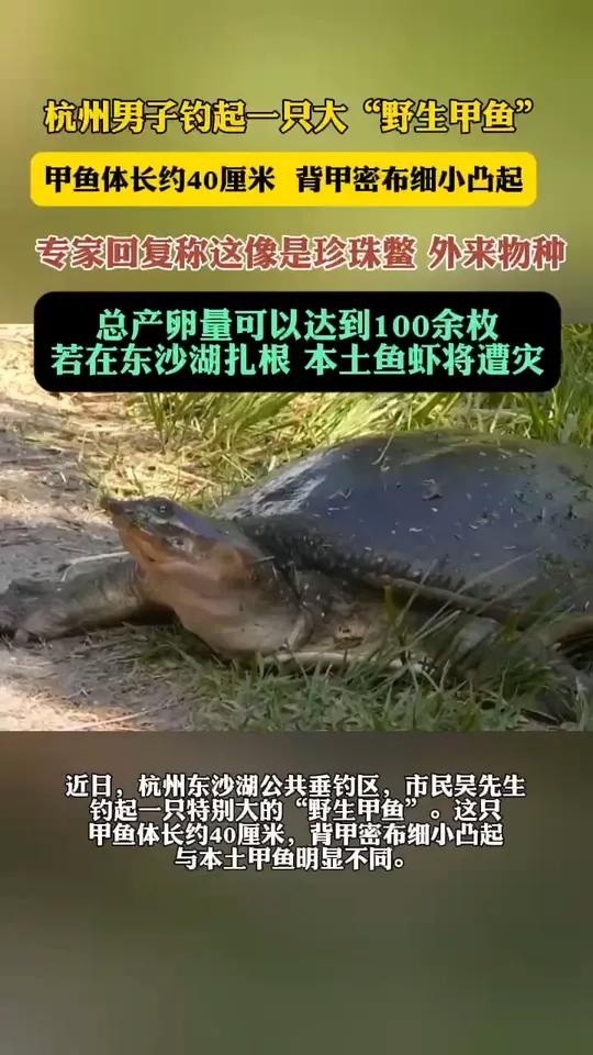 钓到这种大号野生甲鱼千万别吃(都市快报)