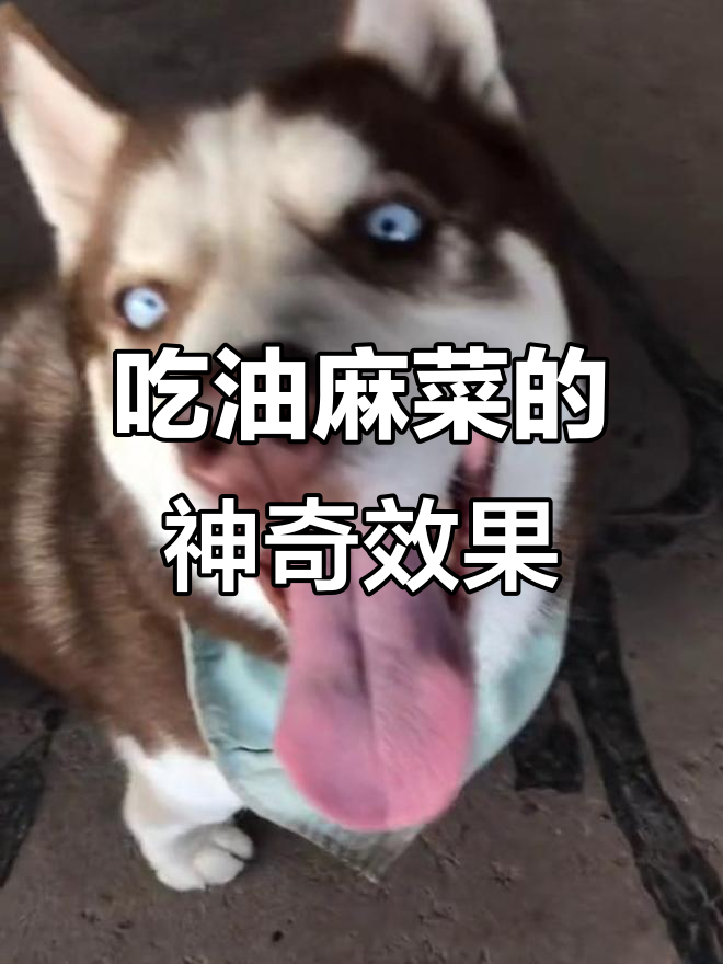 乔巴吃油麻菜,竟然有这么多好处!