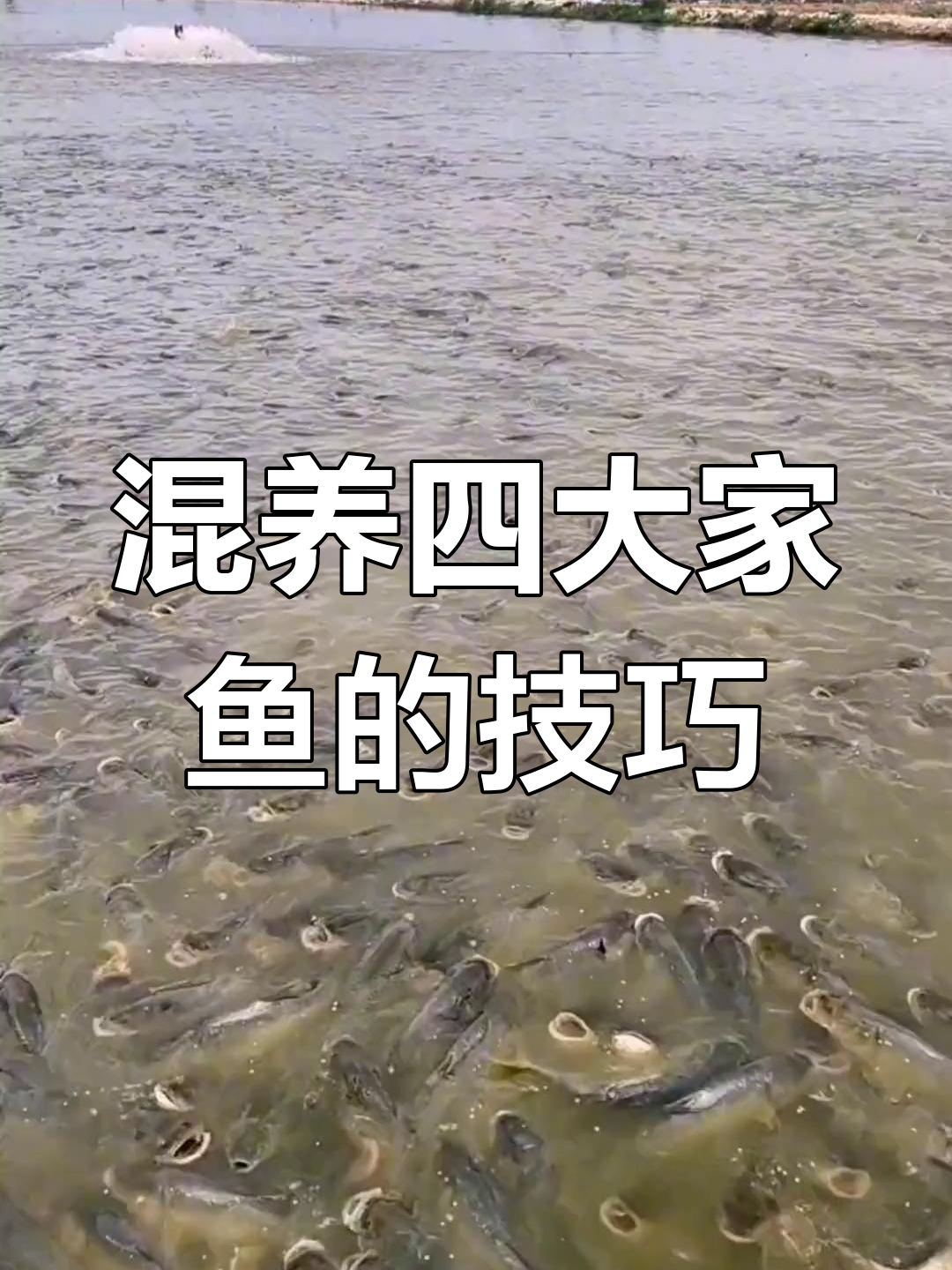 四大家鱼养殖秘诀:混合投喂让效益翻倍