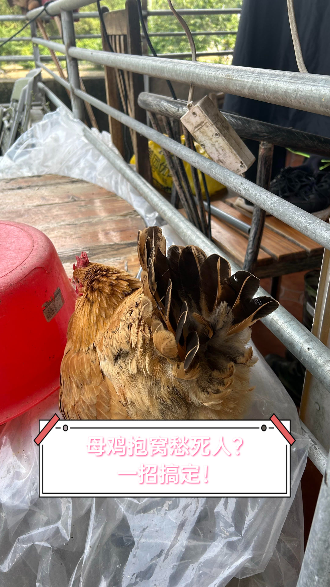 母鸡抱窝愁死人?一招搞定!