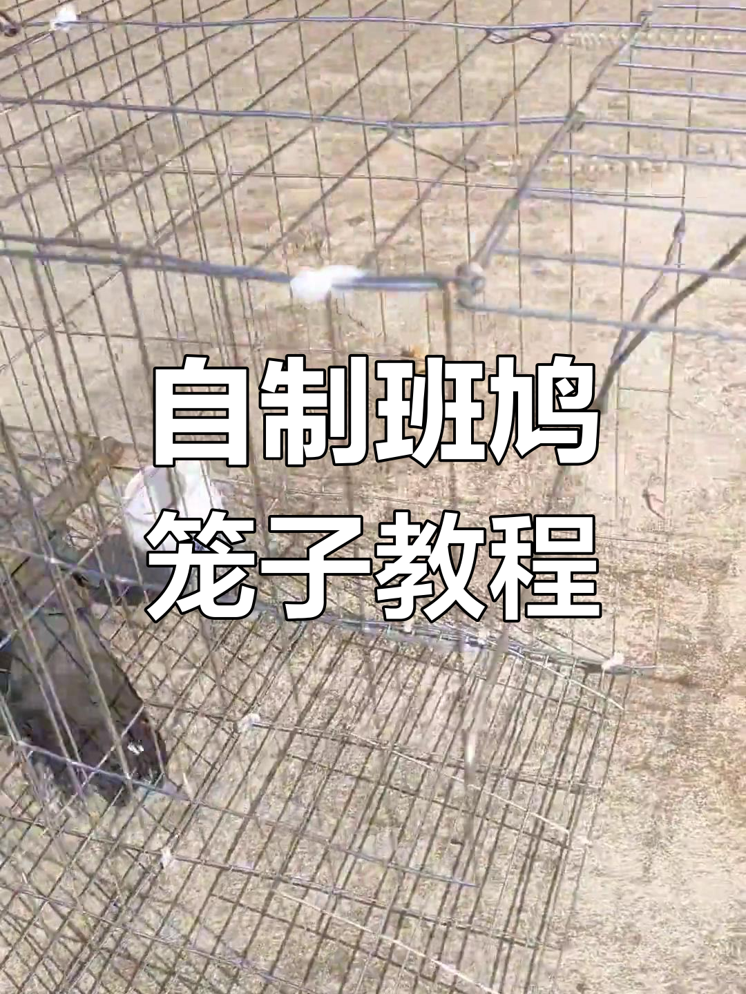 班鸠铁丝网笼子DIY,简单又实用