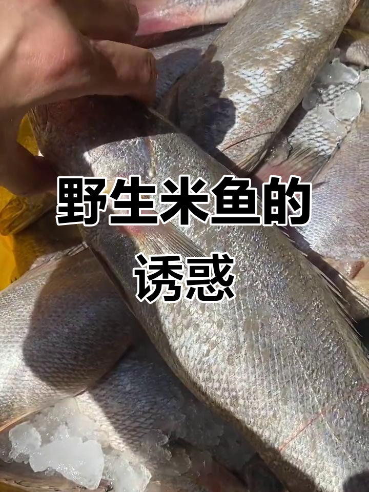 东海米鱼,鲜美嫩滑,富含优质蛋白,家常美味
