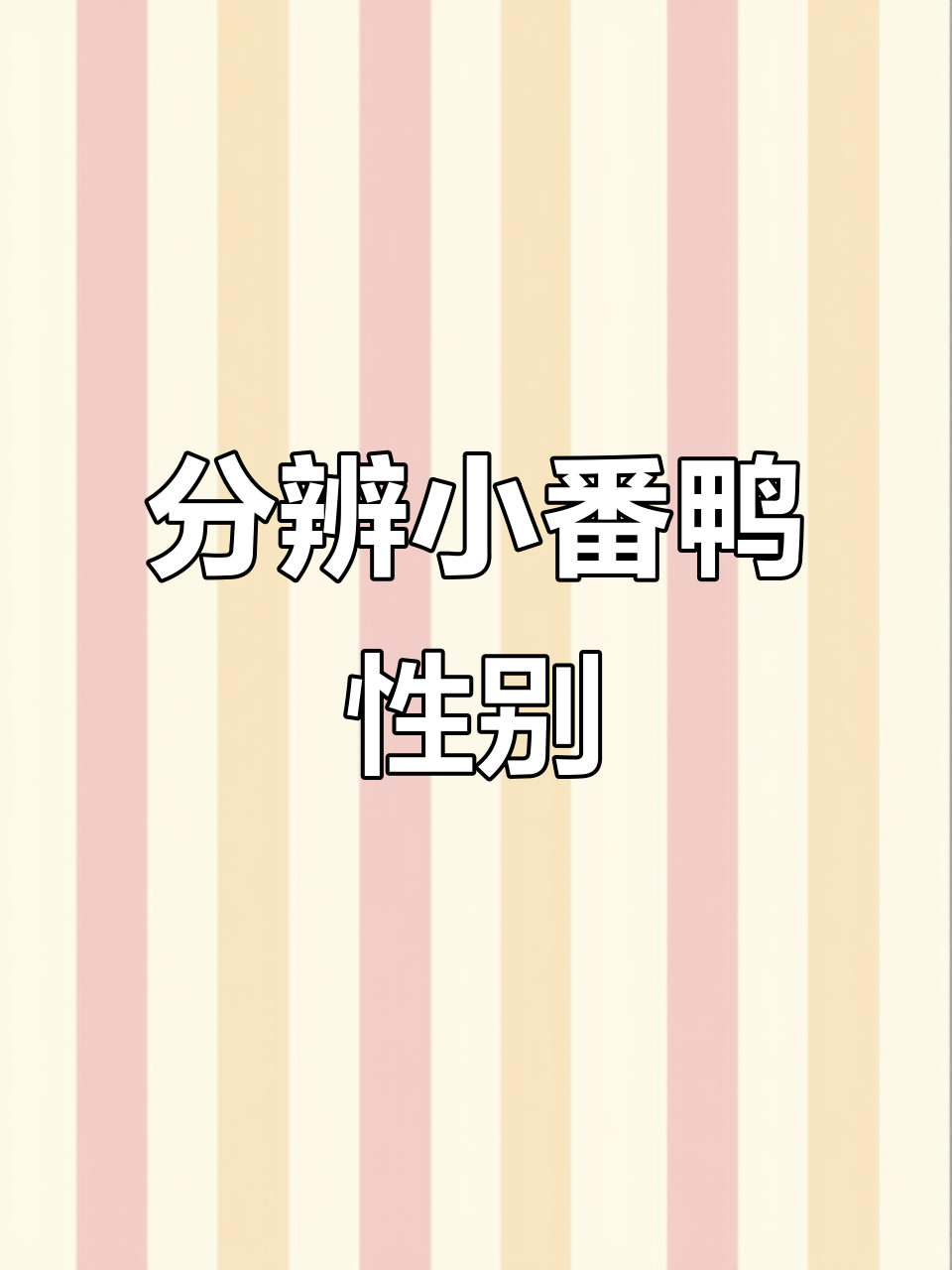小番鸭刚出生，公母难辨！你能看出来吗？