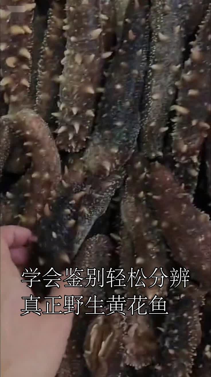 学会鉴别轻松分辨真正野生黄花鱼