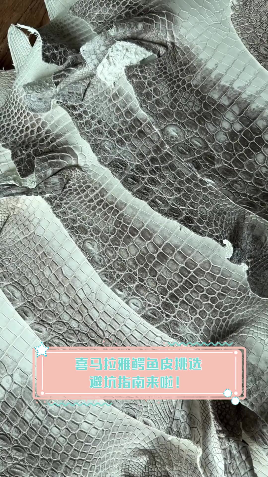 喜马拉雅鳄鱼皮挑选,避坑指南来啦!