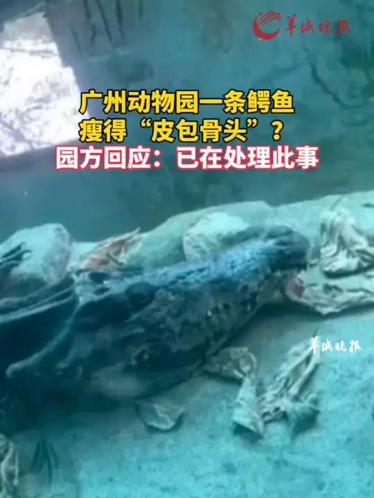 广州动物园回应一条鳄鱼瘦得皮包骨  广州动物园一条鳄鱼瘦得“皮包骨头”?园方回应:已在处理