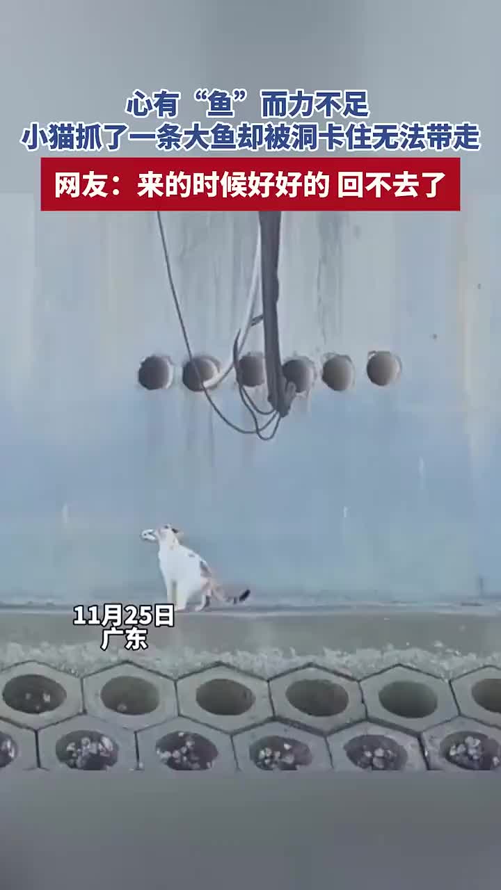 「视频」小猫抓了一条大鱼,却被洞卡住无法带走。网友:别打包,堂食不就完了