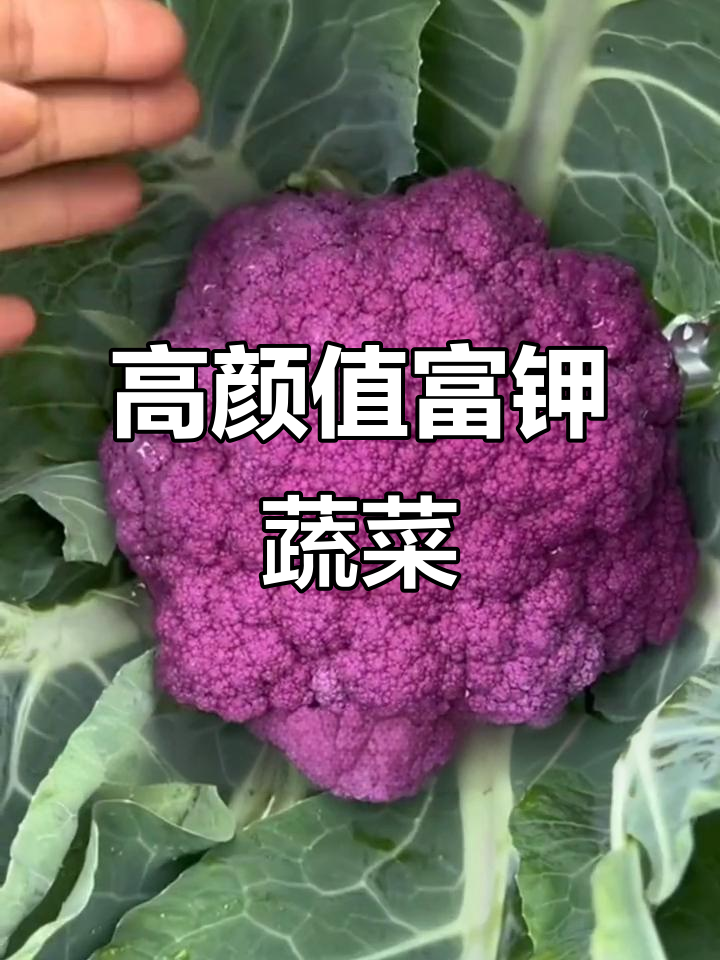 紫花菜:既美观又营养,春季种植最佳选择