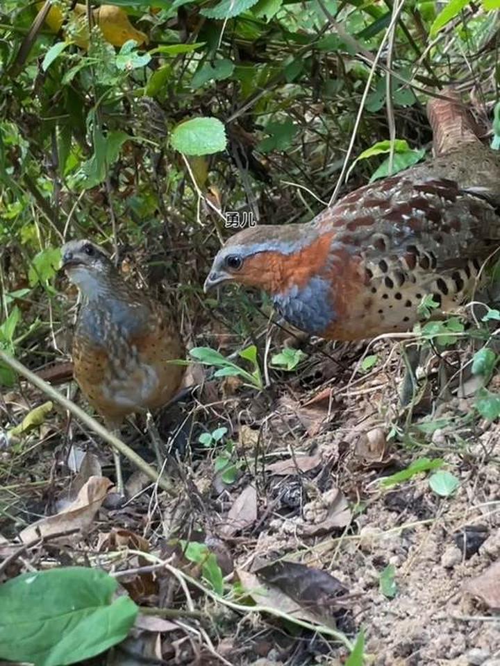 竹鸡公大叫,麻面打旺后紧紧跟叫