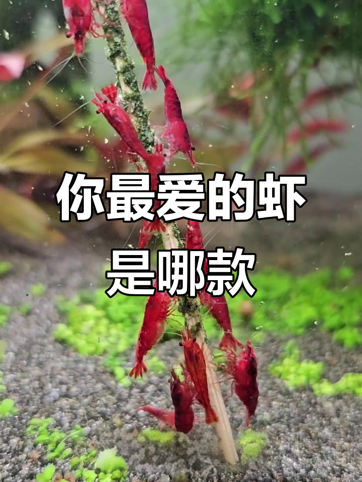 12种奇特虾类大揭秘，看看你最喜欢哪一种？