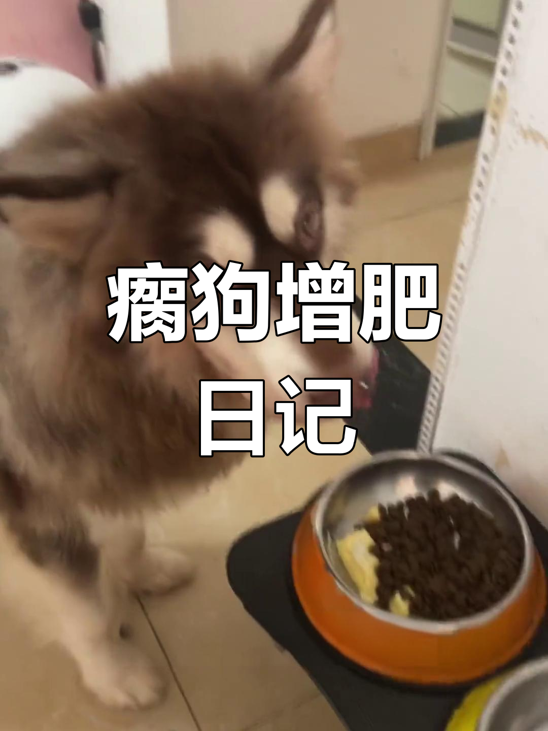 瘸子狗狗的增肥食谱大揭秘