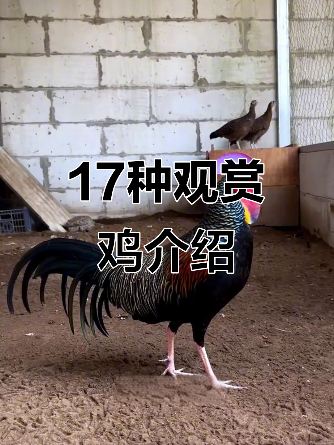 17种观赏鸡大揭秘,能吃吗?价格如何?