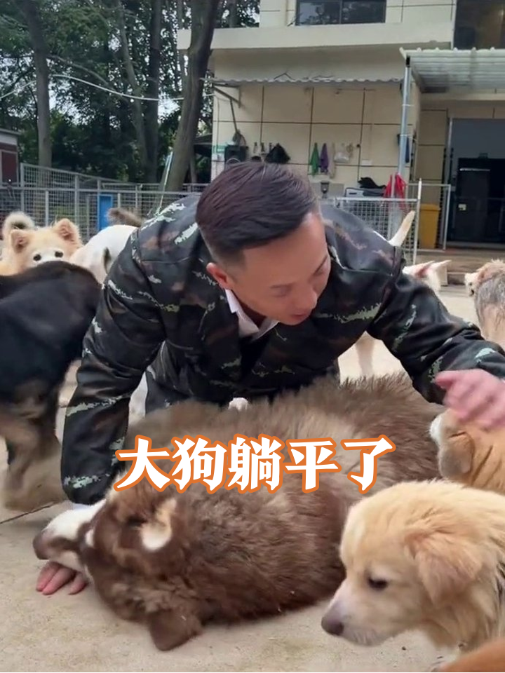 大型犬躺平任撸,小黄狗求抱抱,狗咖现场太治愈!