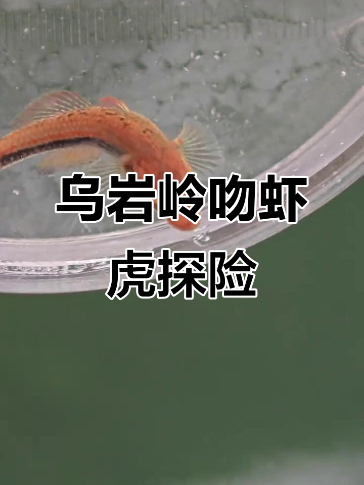 温州乌岩岭吻虾虎鱼探秘,三大恶势力集结野采