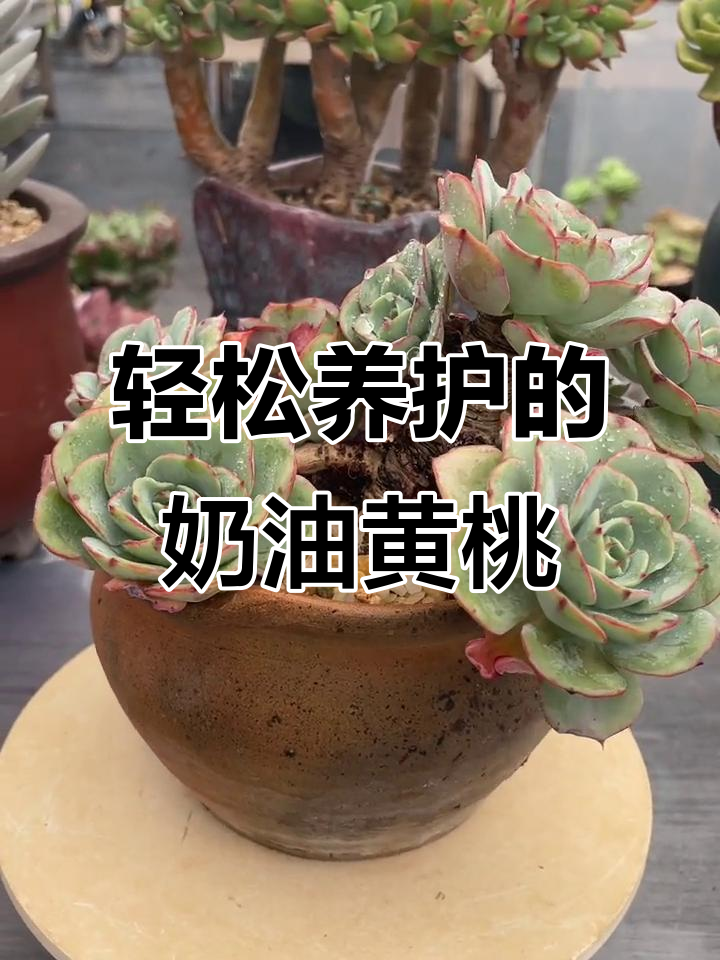 奶油黄桃多肉：皮实好养，新手必试品种