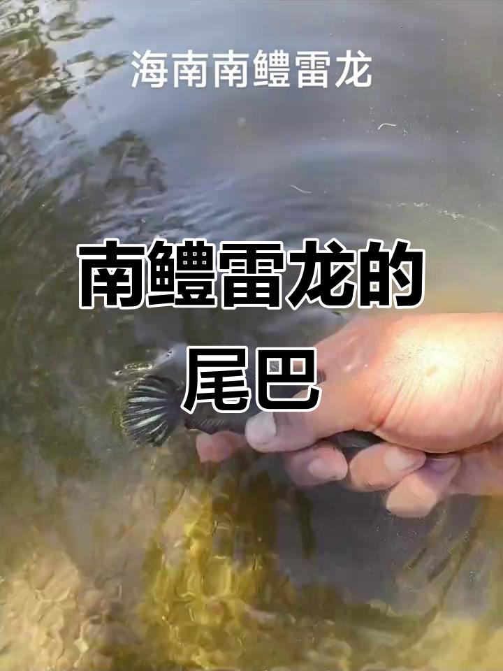 海南南鳢雷龙,溪流中的美丽尾巴